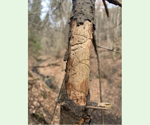 Pityokteines vorontzovi