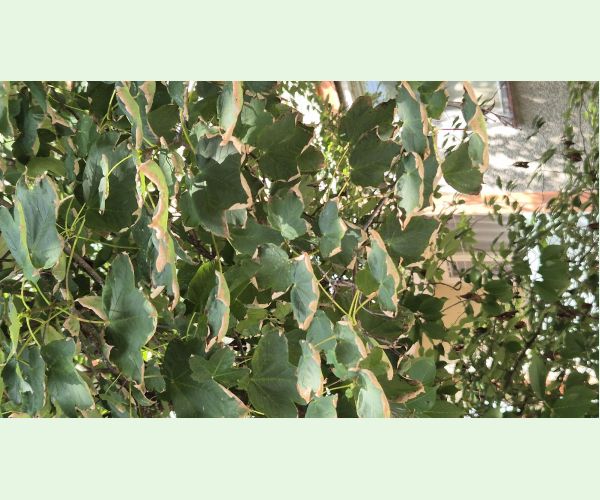 Heat, drought and bark burn