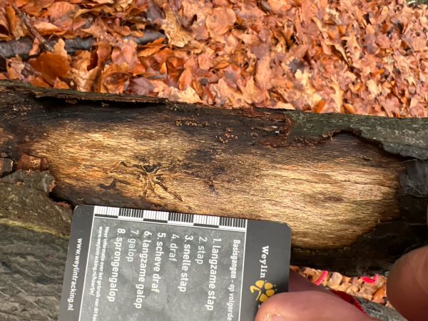 A - This species is not in the database yet