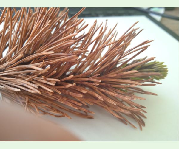 Lophodermium pinastri