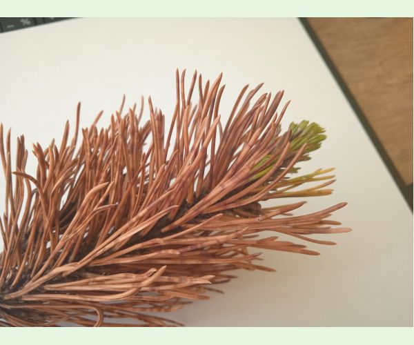 Lophodermium pinastri