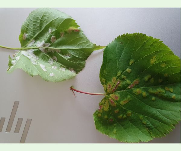 Eriophyes leiosoma = exilis