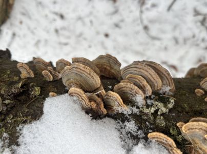 Trúdnikovec pestrý