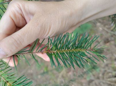 A - This species is not in the database yet