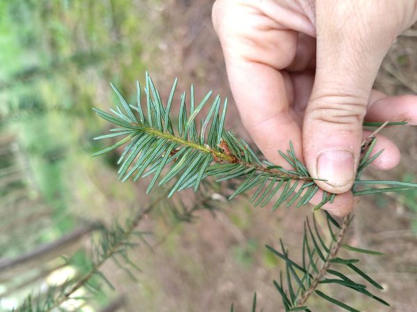 A - This species is not in the database yet