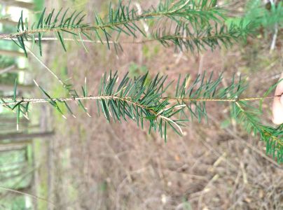 A - This species is not in the database yet