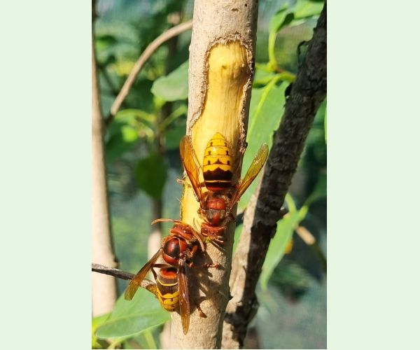 Vespa crabro