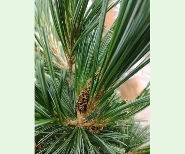 Acantholyda hieroglyphica