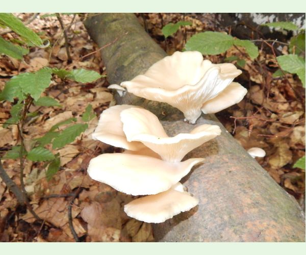 Pleurotus pulmonarius