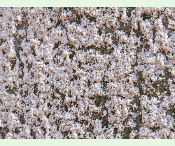 Cryptococcus fagisuga