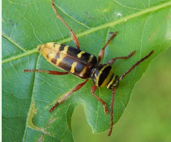 Plagionotus detritus