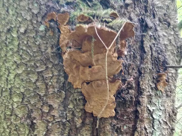 Phellinus chrysoloma