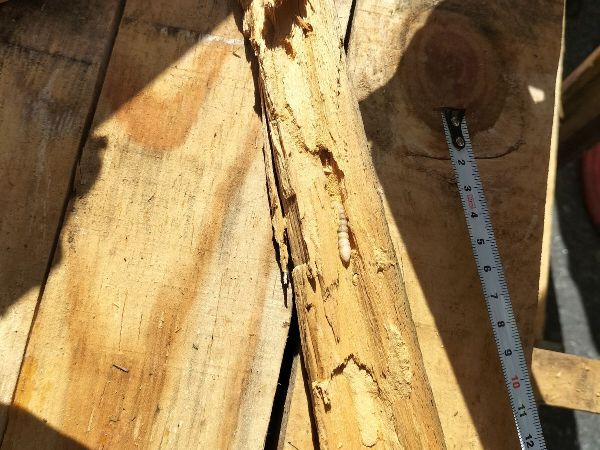 A - Ambiguously determined, we are not sure