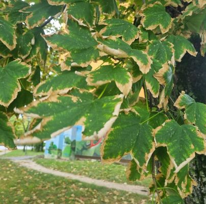 Heat, drought and bark burn