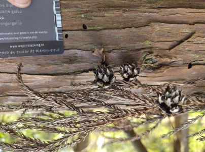 A - Ambiguously determined, we are not sure