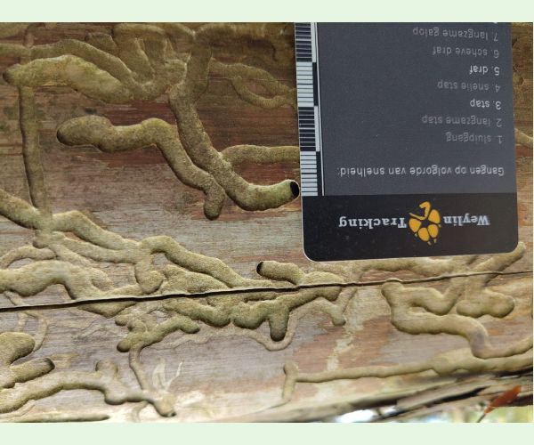 A - Ambiguously determined, we are not sure