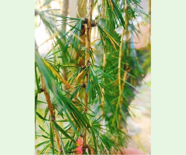 Sacchiphantes viridis