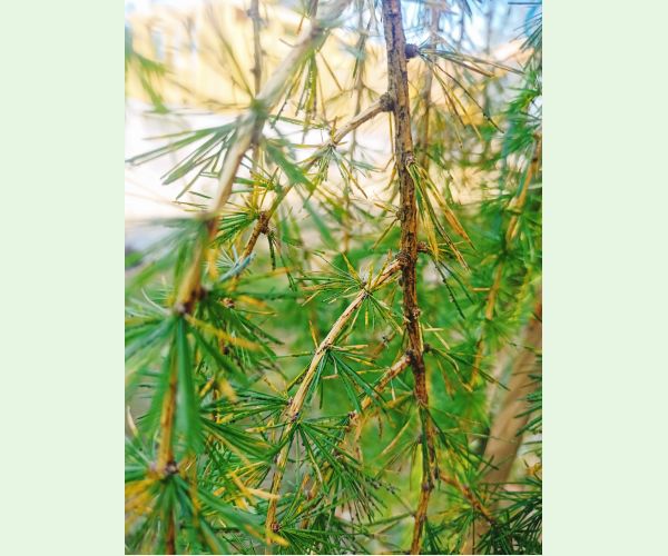 Sacchiphantes viridis