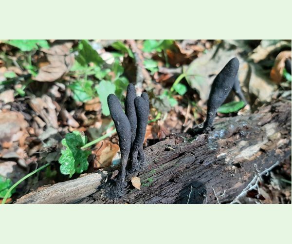 Xylaria polymorpha