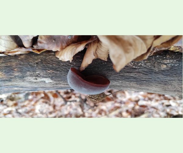 Auricularia auricula-judae