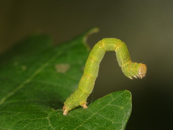 A - This species is not in the database yet