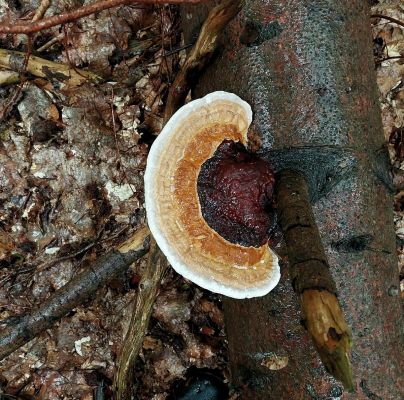 Ganoderma carnosum
