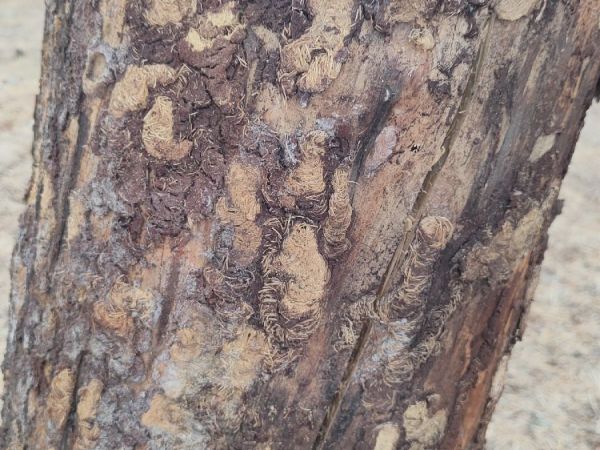 Black pine sawyer beetle