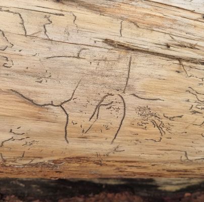 Pityokteines spinidens