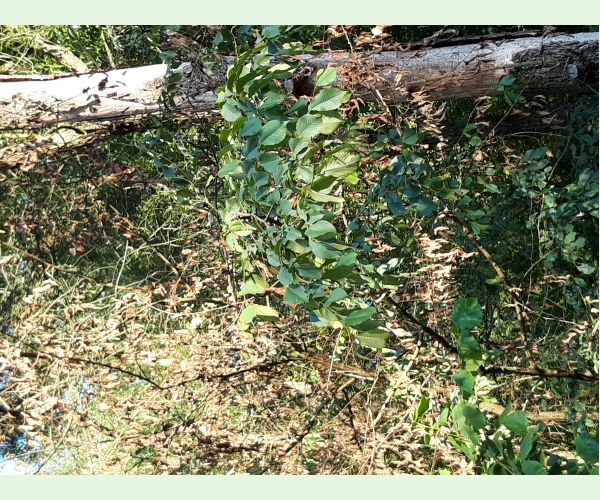 Ophiostoma novo-ulmi