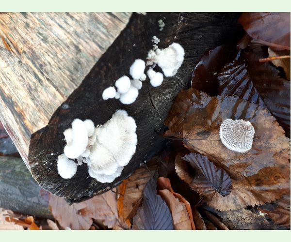 Schizophyllum commune