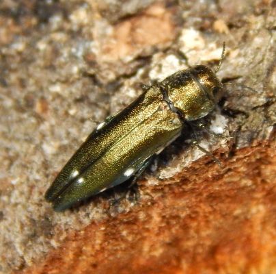 Agrilus biguttatus