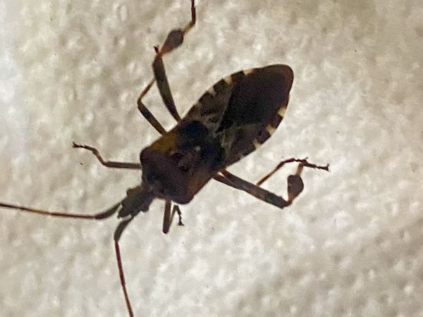 Western conifer seed bug