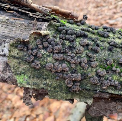 Hypoxylon fragiforme