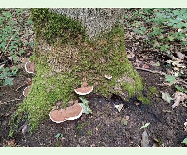 Ganoderma applanatum (= lipsiense)