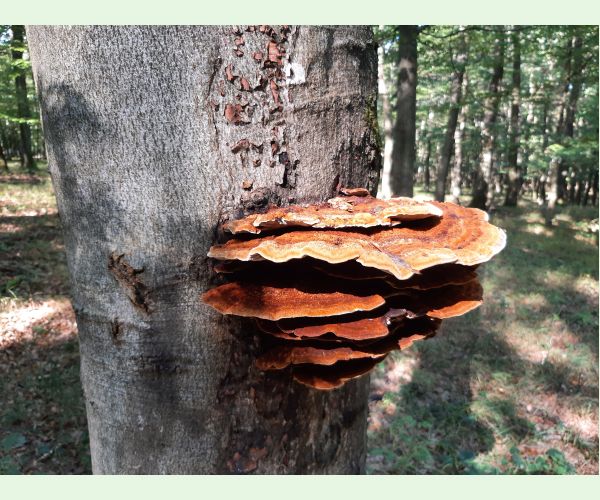 Inonotus cuticularis