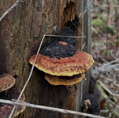 Gloeophyllum odoratum