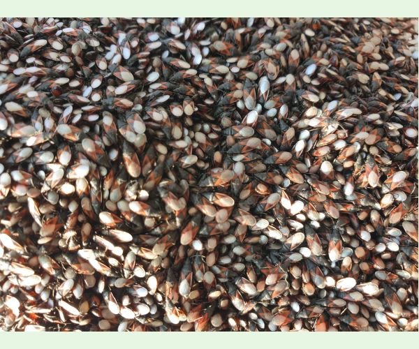 Oxycarenus lavaterae