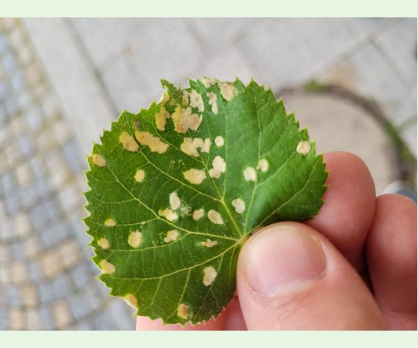 Phytoptus tetratrichus