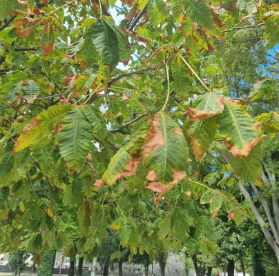Horse-chestnut leaf blight
