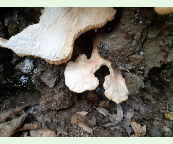 Laetiporus sulphureus