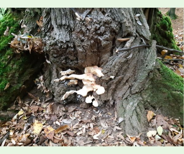 Laetiporus sulphureus