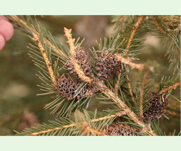 Sacchiphantes viridis