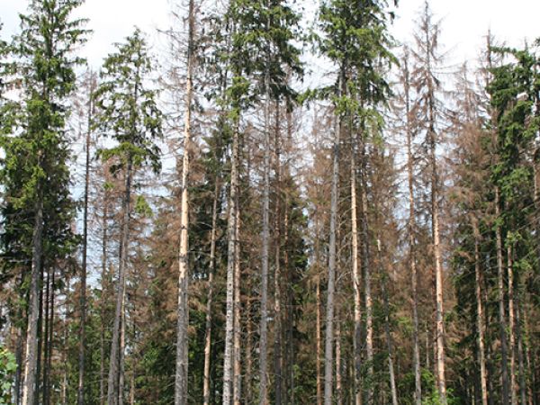 European spruce bark beetle