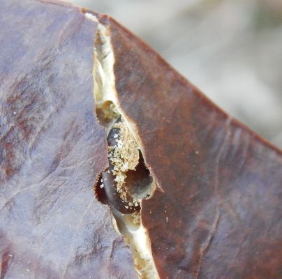 A - nie je v databáze