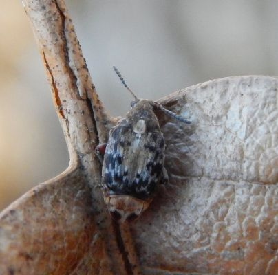 A - nie je v databáze