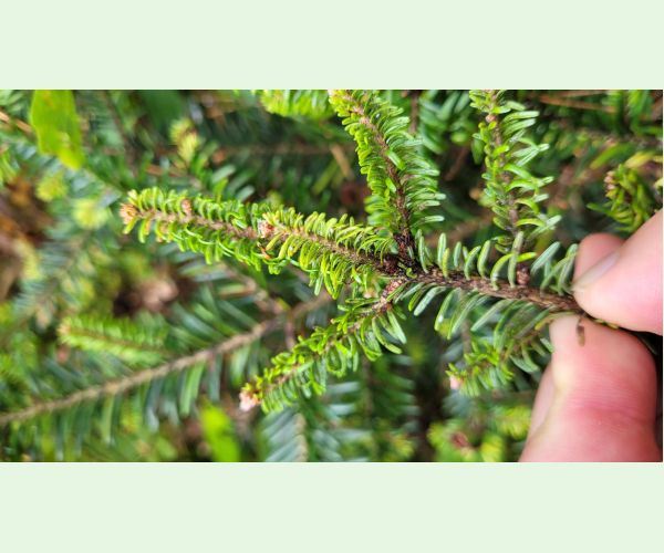 Dreyfusia nordmannianae