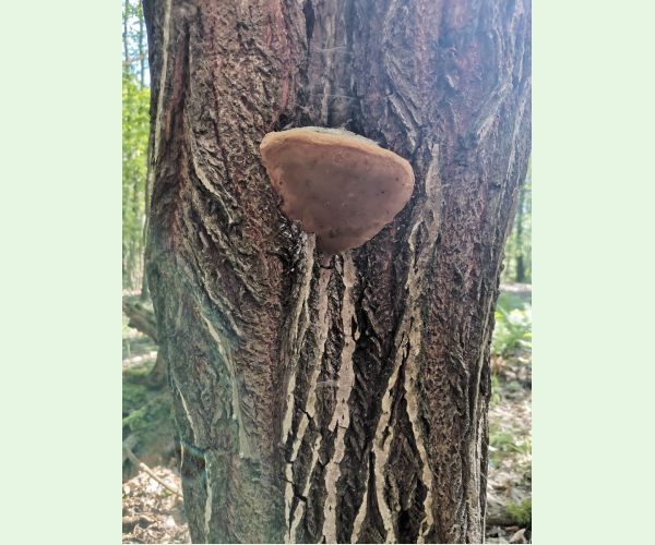 Phellinus igniarius