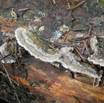 Trichaptum abietinum