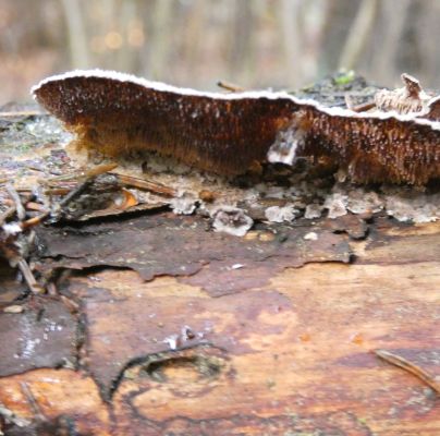 Trichaptum abietinum