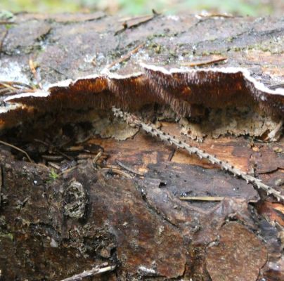 Trichaptum abietinum